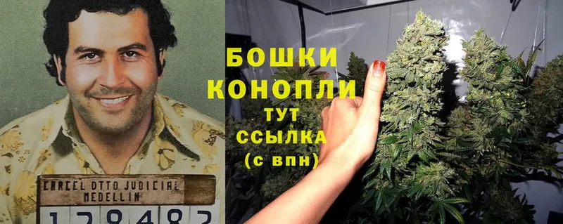 Конопля OG Kush  Ульяновск 